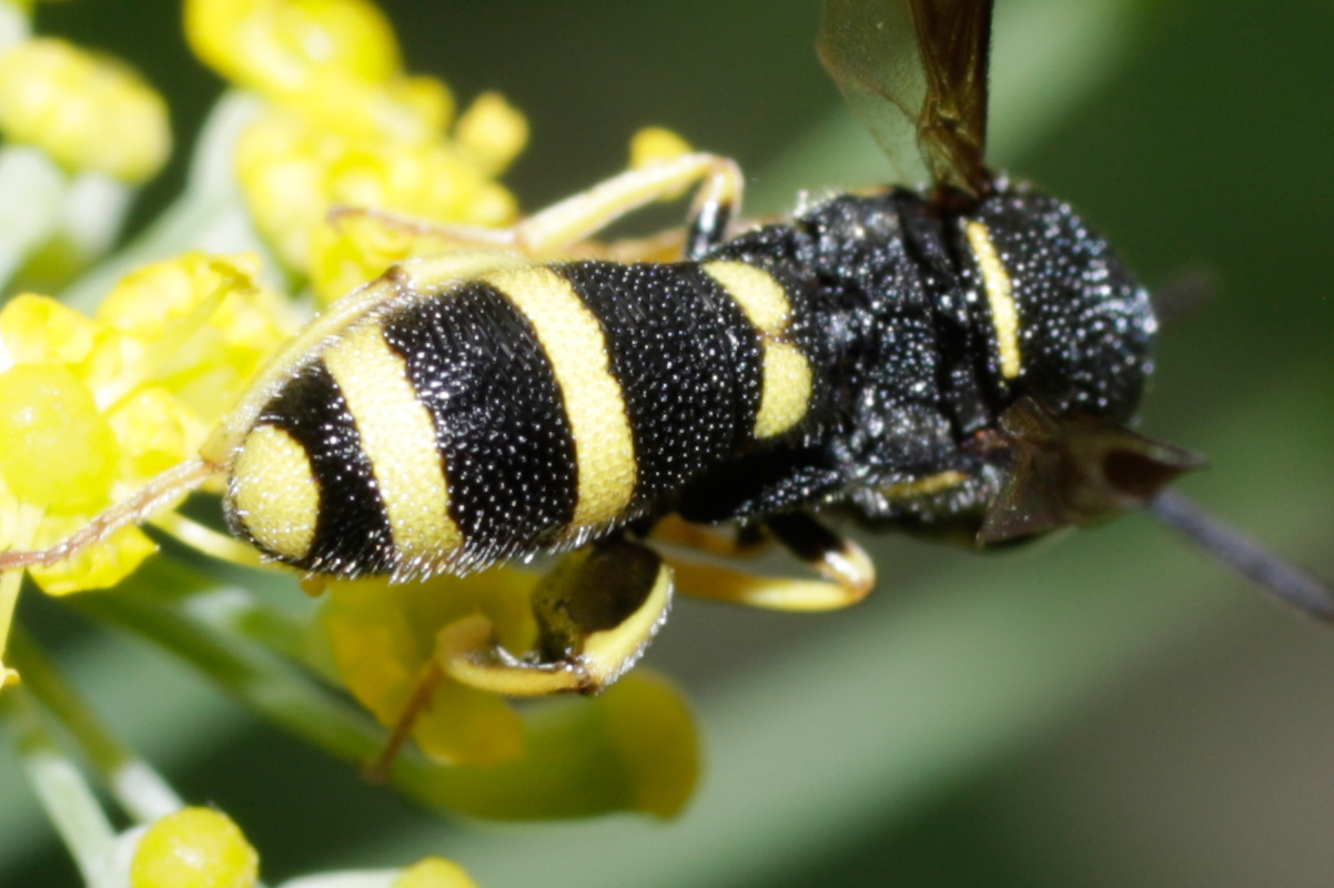 Leucospis maschio: L. dorsigera o L. bifasciata